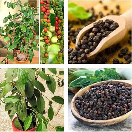 Black Pepper Vine Plants — Black Pepper sapling available at Agro Nursery Garden